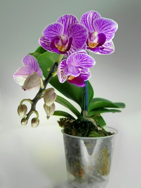 Ein kleiner Zweig der lila Phalaenopsis-Orchideenblume in einem Topf auf grauem Hintergrund