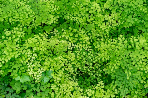 Ein kleines Blatt, das einem Wald ähnelt.