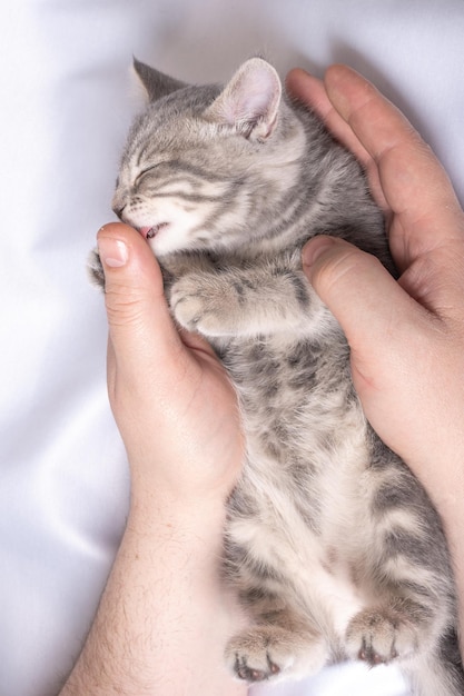 Ein kleines blindes neugeborenes Kätzchen schläft in den Händen eines Mannes auf einem weißen Bett von oben Das Kätzchen leckt mit seiner Zunge den Finger des Mannes Pflegekonzept für Haustiere