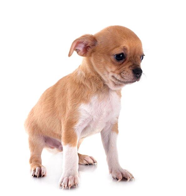 ein kleines Chihuahua vor einem weißen Hintergrund