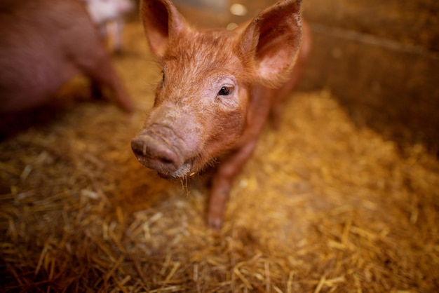 Ein kleines Ferkel auf dem Bauernhof