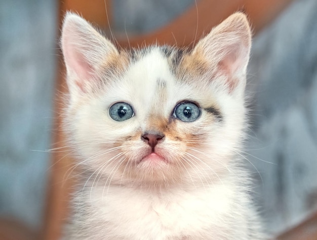 Ein kleines, flauschiges Kätzchen in einem Raum auf einer verschwommenen Hintergrundnahaufnahme