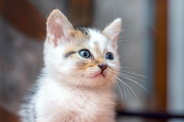 Ein kleines, flauschiges Kätzchen in einem Raum auf einer verschwommenen Hintergrundnahaufnahme