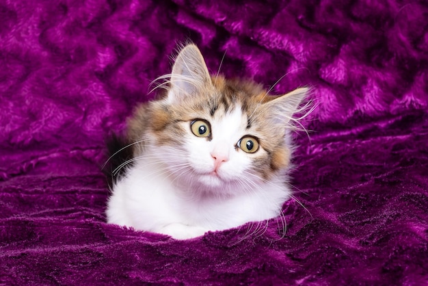 Ein kleines, flauschiges Kätzchen lächelt vor einem violetten Hintergrund