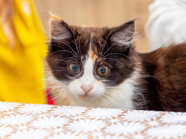 Ein kleines flauschiges Kätzchen lugt hinter dem Tisch hervor