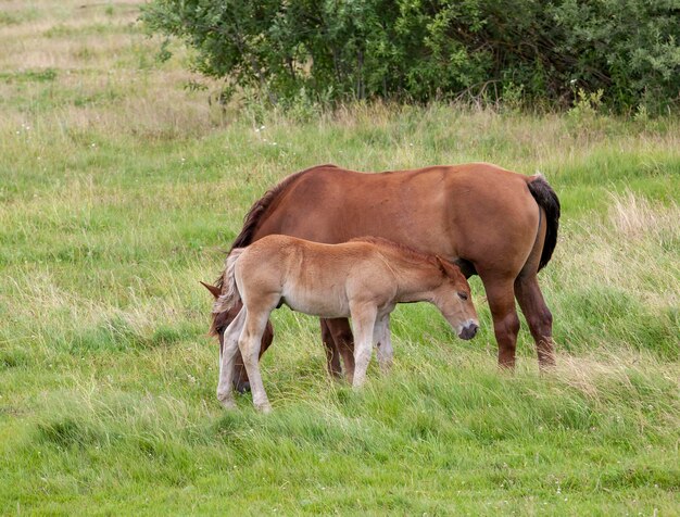 Ein kleines Fohlen, das in der Sommersaison auf einem Feld mit grünem Gras weidet