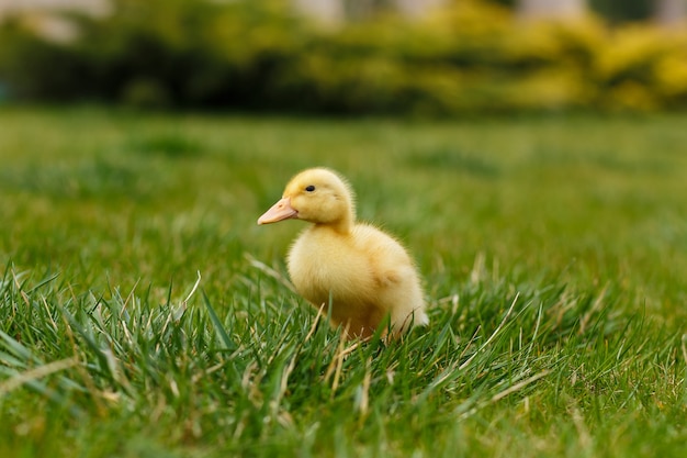 Ein kleines gelbes Entlein auf grünem Gras.