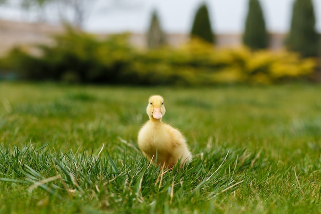 Ein kleines gelbes Entlein auf grünem Gras.