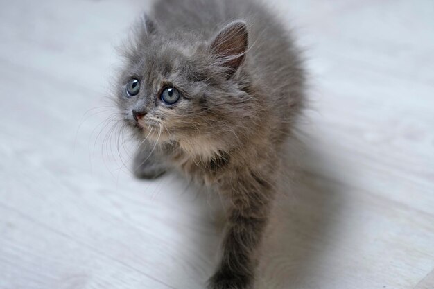 Ein kleines graues, flauschiges Kätzchen mit grauen Augen schaut auf