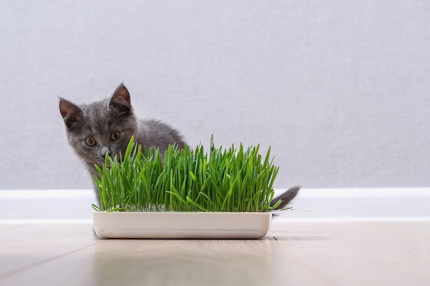 Ein kleines graues Kätzchen frisst grünes Gras, um Fell zu züchten, die Katze frisst Hafer als Vitaminquelle