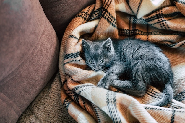 Ein kleines graues Kätzchen schläft auf einer Wolldecke. Entzündung des dritten Augenlids bei Katzen.