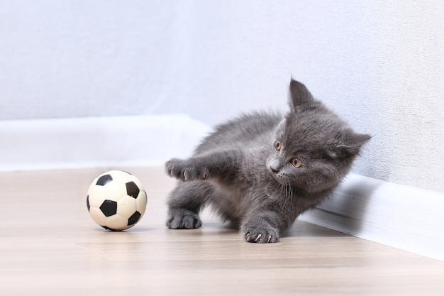 Ein kleines graues Kätzchen spielt mit Spielzeug ein Fußball-Katzenspielzeug