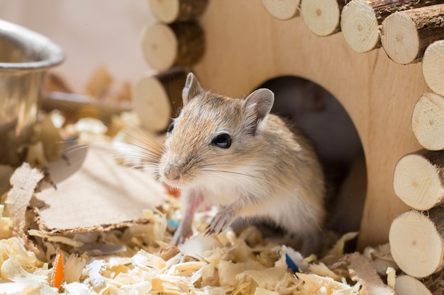 Ein kleines Hausrennmausnagetier lugt in einem Sägemehlkäfig aus seinem Holzhaus