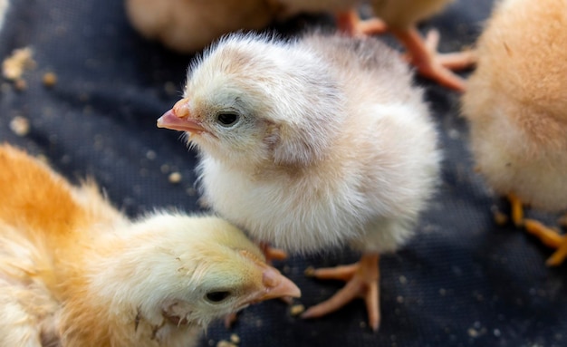 Ein kleines Huhn, das vor kurzem geschlüpft ist