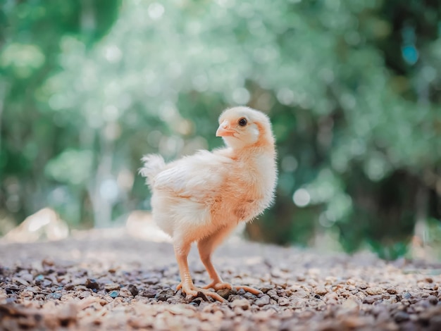 Ein kleines Huhn im Garten