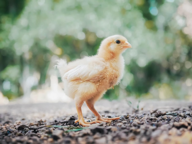 Ein kleines Huhn im Garten