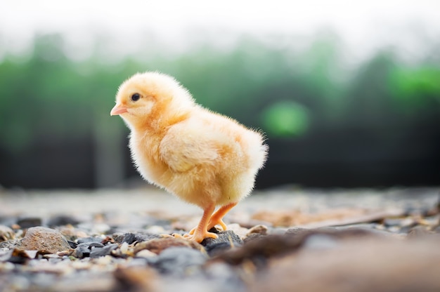 Ein kleines Huhn im Garten