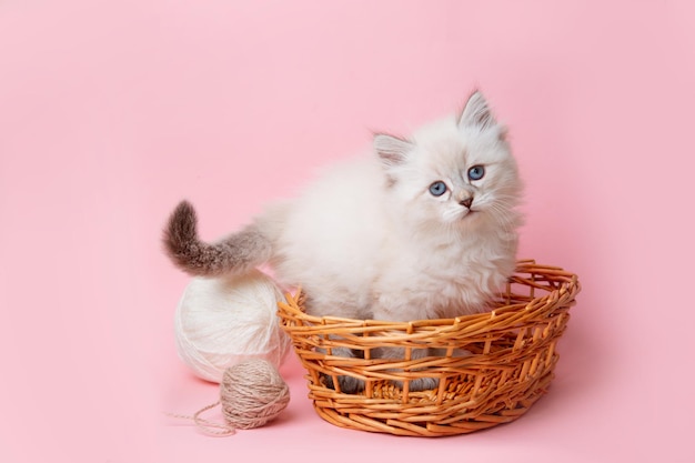 Ein kleines Kätzchen der Neva-Rasse in einem Korb mit Fadenknäueln auf rosa Hintergrund