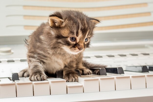 Ein kleines Kätzchen drückt die Klaviertasten. Abend mit klassischer Musik_
