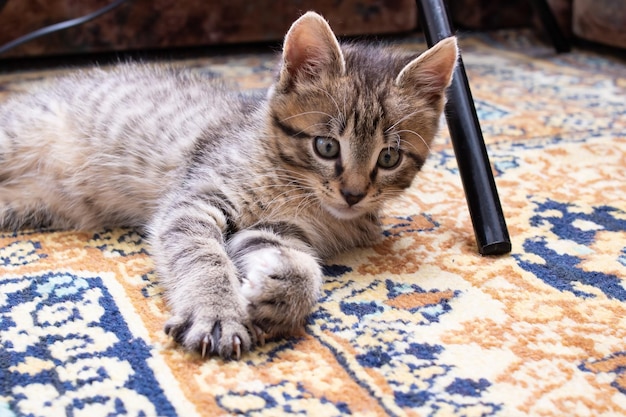Ein kleines Kätzchen liegt auf dem Teppich