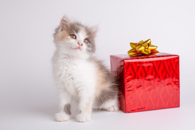 Ein kleines Kätzchen mit einer Geschenkbox auf weißem Hintergrund