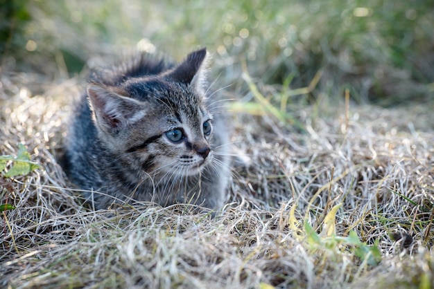 Ein kleines Kätzchen sitzt auf dem Rasen im trockenen Gras