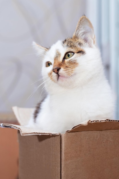 Ein kleines Kätzchen sitzt in einem Karton und schaut vorsichtig aus dem Karton