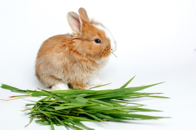 ein kleines Kaninchen, das Gras frisst, isoliert auf weißem Hintergrund