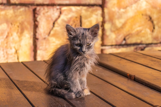 Ein kleines krankes Kätzchen, das auf der Straße sitztEin kleines obdachloses Kätzchen ist verhungert und krank, allein gelassen