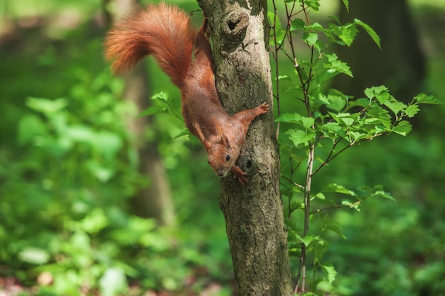 Ein kleines lustiges Eichhörnchen auf einem Baum