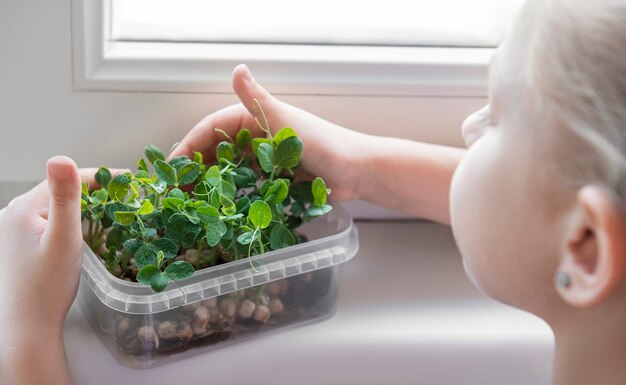 Ein kleines mädchen am fenster beobachtet, wie mikrogrüne erbsen wachsen