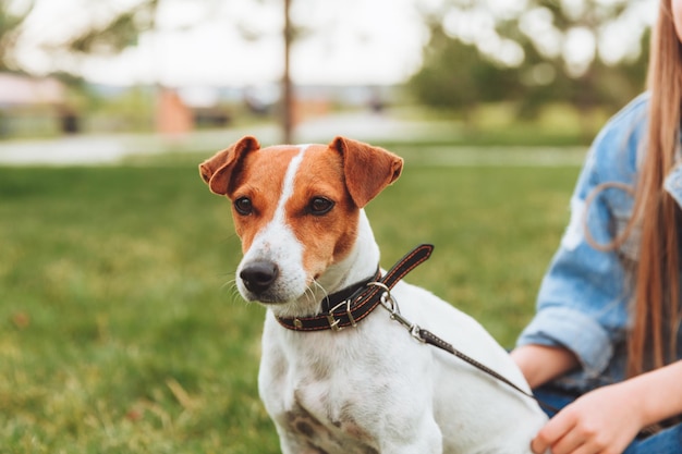 Ein kleines Mädchen küsst und umarmt ihren Jack Russell Terrier Hund im Park Liebe zwischen dem Besitzer und dem Hund ein Kind hält einen Hund in seinen Armen