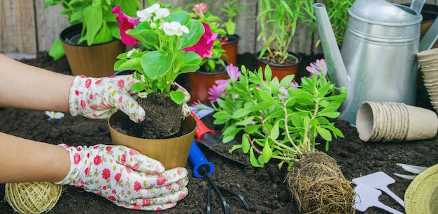 Ein kleines Mädchen pflanzt Blumen.