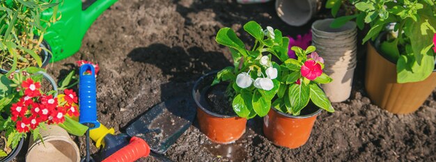 Ein kleines Mädchen pflanzt Blumen.