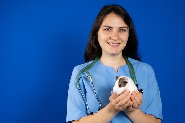 Ein kleines Meerschweinchen in den Händen eines Tierarztes auf blauem Grund