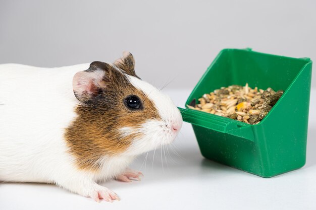 Ein kleines Meerschweinchen und ein Feeder mit Futter auf weißem Hintergrund Futter für Meerschweinchen