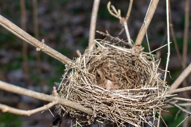 Ein kleines Nest, das von Vögeln auf einem Baum gebaut wurde