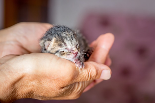 Ein kleines neugeborenes Kätzchen in den Händen einer Frau