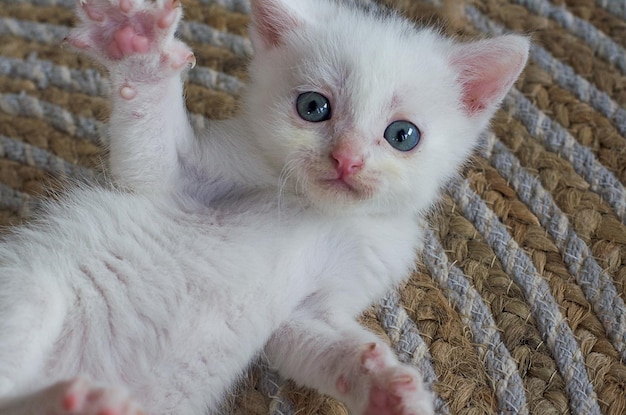Foto ein kleines neugeborenes weißes kätzchen mit blauen augenpostkartenabdeckung mit selektivem fokus