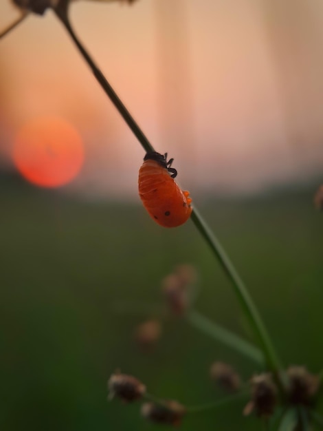 Ein kleines orangefarbenes Insekt bei Sonnenuntergang