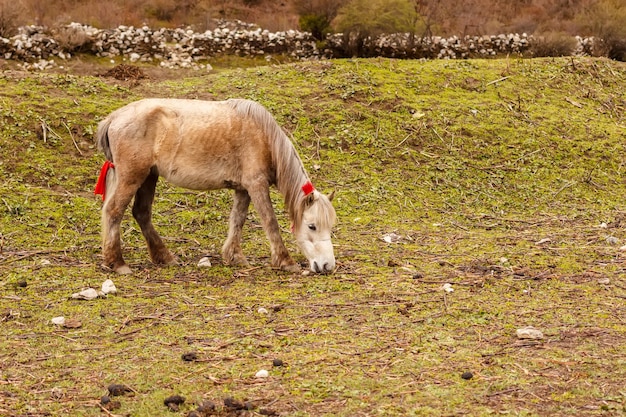 Ein kleines Pferd grast in einem Bergtal im Himalaya