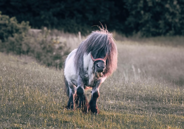 ein kleines Pony mit langem Haar steht in einem Feld auf dem grünen Gras