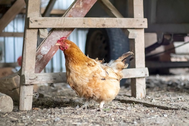 Ein kleines rotes Huhn im Hof sucht nach Nahrung. Landwirtschaft. Hühnerzucht