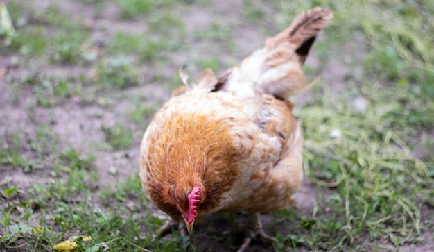 Ein kleines rotes Huhn im Hof sucht nach Nahrung. Landwirtschaft. Hühnerzucht