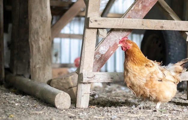 Ein kleines rotes Huhn im Hof sucht nach Nahrung. Landwirtschaft. Hühnerzucht