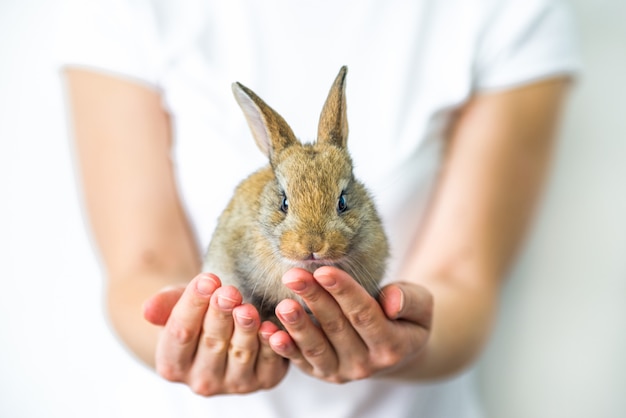 Ein kleines rotes Kaninchen in menschlichen Händen.