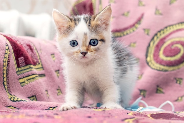 Ein kleines sanftes Kätzchen in einem Raum auf einem Sessel schaut sorgfältig und vorsichtig nach vorne