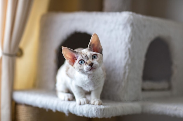 ein kleines Schildpatt-Devon Rex-Kätzchen sitzt in einem Katzenhaus