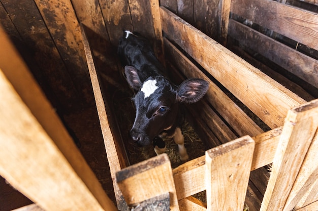 Ein kleines schwarzes Kalb mit einem weißen Fleck auf der Stirn steht allein in einem Kuhstall, Landwirtschaft, Viehzucht.