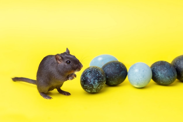 Ein kleines schwarzes Nagetier - eine Rennmaus läuft zwischen den dunklen Ostereiern auf gelbem Grund